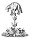 The Vegetable Lamb of Tartary (Latin: Agnus scythicus or Planta Tartarica Barometz) is a legendary zoophyte of Central Asia, once believed to grow sheep as its fruit.<br/><br/>

The sheep were connected to the plant by an umbilical cord and grazed the land around the plant. When all the plants were gone, both the plant and sheep died.